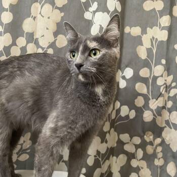 Rescue Dilute Tortoiseshell Cats for Adoption in Grand Rapids, Michigan - Dilute Tortishell - 1year | PetCurious