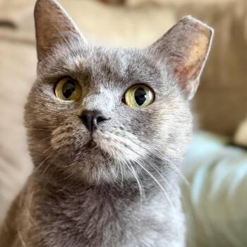 Miss Jackie -  Domestic Short Hair Cat for Adoption in Fort Worth, Texas - Miss Jackie | PetCurious