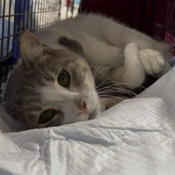 Domestic Short Hair Cats Available for Adoption - TJ | PetCurious