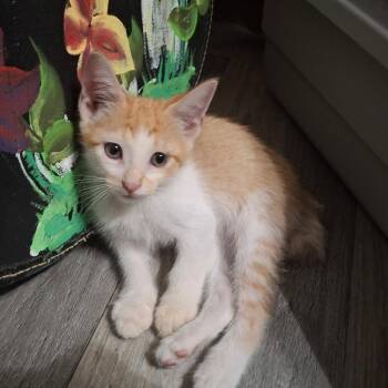 Ozzy -  Domestic Short Hair Cat for Adoption in Denison, Texas - Ozzy | PetCurious