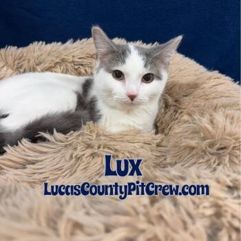 Rescue Domestic Short Hair Cats for Adoption in Toledo, Ohio - Lux | PetCurious