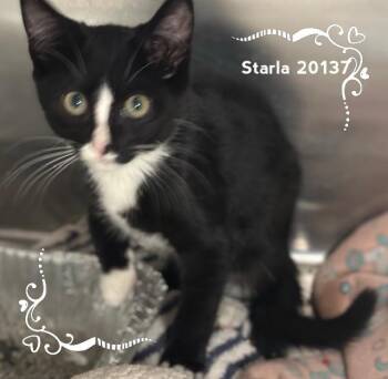 STARLA -  Domestic Short Hair Cat for Adoption in Marietta, Georgia - STARLA | PetCurious