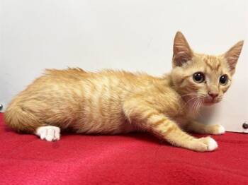 BATIK -  Domestic Short Hair Cat for Adoption in Sacramento, California - BATIK | PetCurious