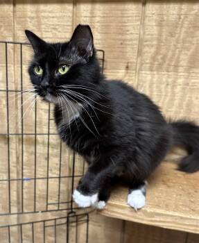 Domestic Medium Hair Cats Available for Adoption in Marion, North Carolina - Tinker | PetCurious
