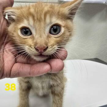 Duke -  Domestic Short Hair Cat for Adoption in Los Angeles, California - Duke | PetCurious