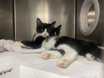 Rescue Domestic Short Hair Cats for Adoption in Roseville, California - Bunk Bed | PetCurious