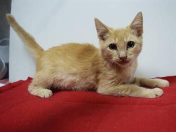 NIALL -  Domestic Short Hair Cat for Adoption in Sacramento, California - NIALL | PetCurious