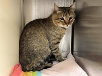 PABLO -  Domestic Short Hair Cat for Adoption in Colorado Springs, Colorado - PABLO | PetCurious