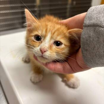 Domestic Short Hair Cats Available for Adoption in Ottawa, Kansas - Graham Cracker | PetCurious