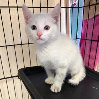 Domestic Short Hair Cats Available for Adoption in Webster, Texas - Barry | PetCurious