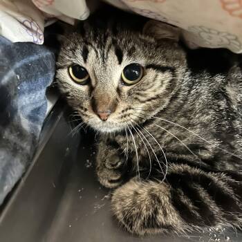 Rescue Domestic Short Hair Cats for Adoption in Mokena, Illinois - Largo | PetCurious