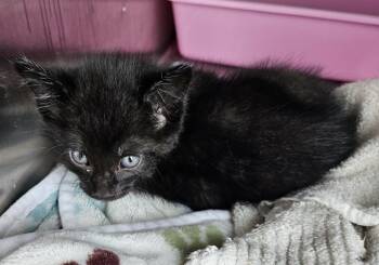 Rescue Domestic Short Hair Cats for Adoption in Portland, Indiana - Black Bean | PetCurious