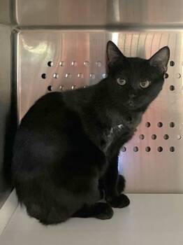 Rescue Domestic Short Hair Cats for Adoption in Twinsburg, Ohio - Turbo | PetCurious