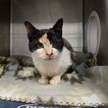 Alice -  Domestic Medium Hair Cat for Adoption in Charleston, West Virginia - Alice | PetCurious