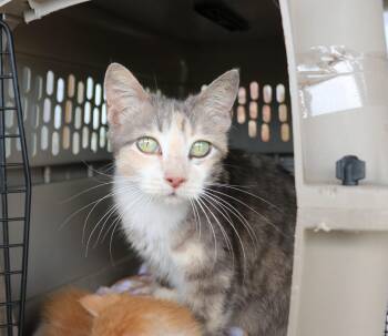 Domestic Short Hair Cats Available for Adoption in Pflugerville, Texas - Sparky Anderson | PetCurious