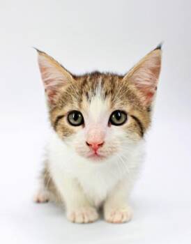 Soy Sauce -  Domestic Short Hair Cat for Adoption in Morton Grove, Illinois - Soy Sauce | PetCurious