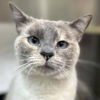 Aeravis -  Domestic Short Hair Cat for Adoption in Lynchburg, Virginia - Aeravis | PetCurious