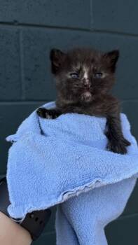 26-629 Salem -  Domestic Medium Hair and Domestic Short Hair Cat for Adoption in Barnesville, Georgia - 26-629 Salem | PetCurious