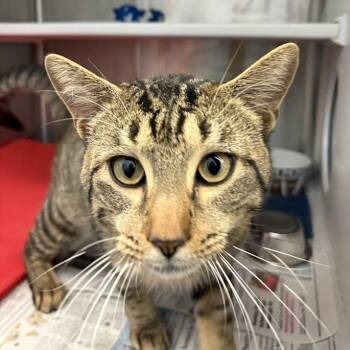 iPad Baby -  Domestic Short Hair Cat for Adoption in Pittsburgh, Pennsylvania - IPad Baby | PetCurious