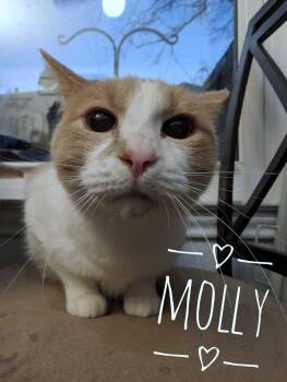 Rescue Domestic Short Hair Cats for Adoption in Cleburne, Texas - Molly | PetCurious