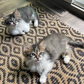 Popeye -  Domestic Short Hair Cat for Adoption in Wheaton, Illinois - Popeye | PetCurious