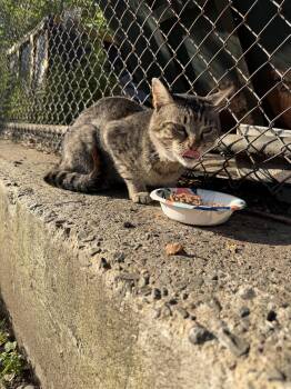 Jerry -  Domestic Short Hair Cat for Adoption in New York, New York - Jerry | PetCurious