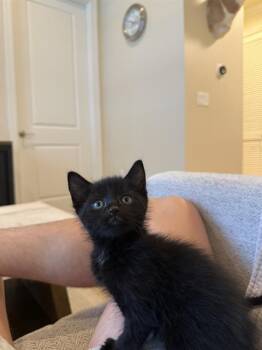 MAMBO -  Domestic Short Hair Cat for Adoption in Charlotte, North Carolina - MAMBO | PetCurious