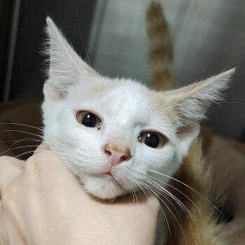 Smartie -  Domestic Short Hair Cat for Adoption in Pompano Beach, Florida - Smartie | PetCurious