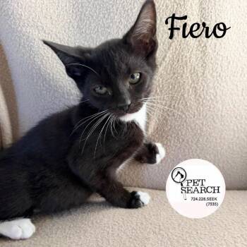 Fiero -  Domestic Short Hair Cat for Adoption in Washington, Pennsylvania - Fiero | PetCurious
