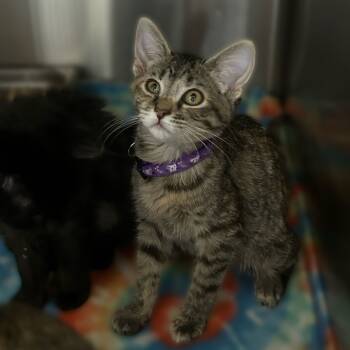Rescue Domestic Short Hair Cats for Adoption in Davenport, Iowa - Not Again! | PetCurious