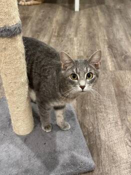 Domestic Short Hair Cats Available for Adoption in Cincinnati, Ohio - Puzzle | PetCurious