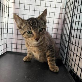 Mufasa -  Tabby Cat for Adoption in Grove City, Ohio - Mufasa | PetCurious