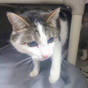 Domestic Short Hair Cats Available for Adoption in Springfield, Illinois - Willy | PetCurious