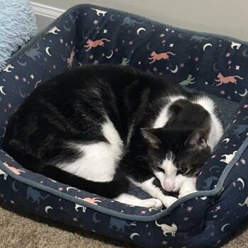 Domestic Short Hair Cats Available for Adoption in Montgomery, Alabama - Buddi | PetCurious