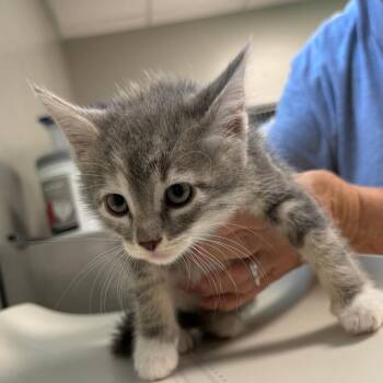 Liberty -  Domestic Short Hair Cat for Adoption in Ponca City, Oklahoma - Liberty | PetCurious