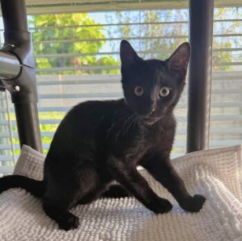 Berlioz -  Domestic Short Hair Cat for Adoption in Seal Beach, California - Berlioz | PetCurious