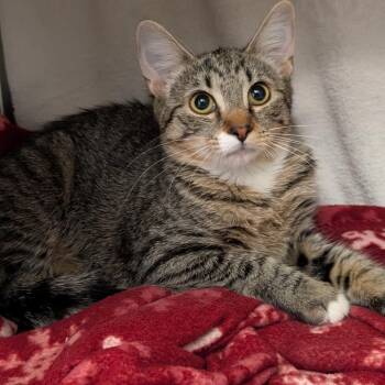 Sassy -  Domestic Short Hair Cat for Adoption in Pittsburgh, Pennsylvania - Sassy | PetCurious