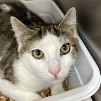 Domestic Short Hair Cats Available for Adoption - Cranberry | PetCurious