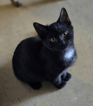 Black Bean -  Domestic Short Hair Cat for Adoption in Woodsfield, Ohio - Black Bean | PetCurious