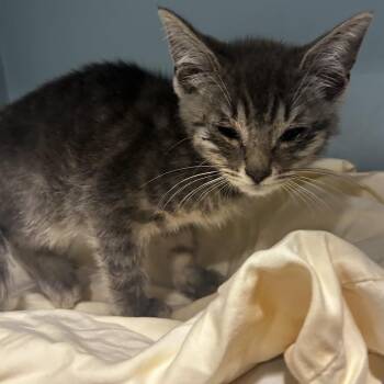 Spring Roll -  Domestic Short Hair Cat for Adoption in Chattanooga, Tennessee - Spring Roll | PetCurious