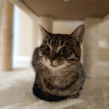 Rescue Domestic Short Hair Cats for Adoption in Vine Grove, Kentucky - Tabbytha | PetCurious