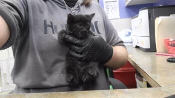 Rescue Domestic Short Hair Cats for Adoption in Omaha, Nebraska - BACON | PetCurious