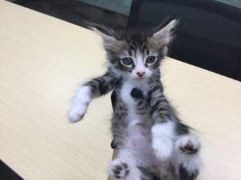 Rescue Domestic Medium Hair Cats for Adoption in Thousand Palms, California - GEORGE | PetCurious