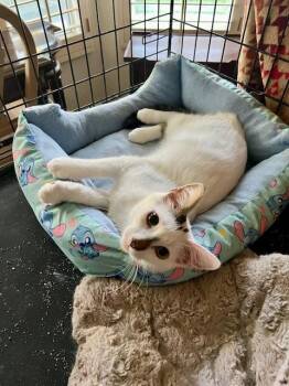 Domestic Short Hair Cats Available for Adoption - Alex | PetCurious