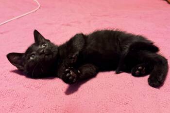 Domestic Short Hair Cats Available for Adoption in Palmetto Bay, Florida - Porter | PetCurious
