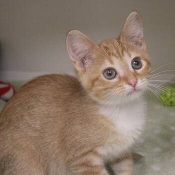 Thackery -  Domestic Short Hair Cat for Adoption in Champaign, Illinois - Thackery | PetCurious