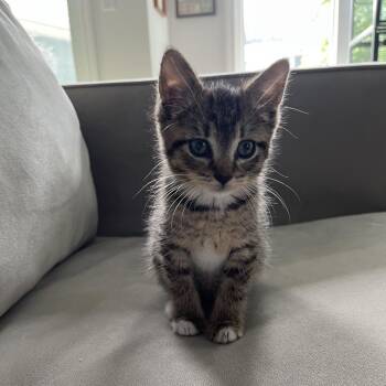 Clyde -  Domestic Short Hair Cat for Adoption in Silver Spring, Maryland - Clyde | PetCurious