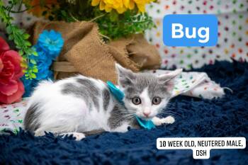 Bug -  Domestic Short Hair Cat for Adoption in Sevierville, Tennessee - Bug | PetCurious