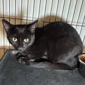Stealth -  Domestic Short Hair Cat for Adoption in Saginaw, Michigan - Stealth | PetCurious