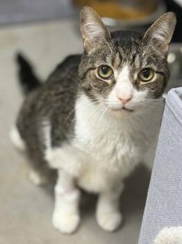 Domestic Short Hair Cats Available for Adoption - Gilbert | PetCurious